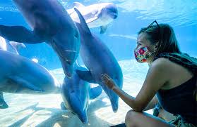 Welcome to the seaworld reservation system. Seaworld Theme Park California Aquariums Seaworld San Diego