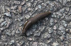 get rid of slugs in your house