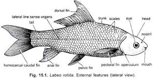 external morphology of rohu fish with