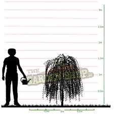 You can also add fertilizer to boost the growth of your tree. Potted Dwarf Weeping Willow Trees On Sale Best Buy Online