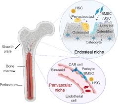 bone marrow niches in the regulation of