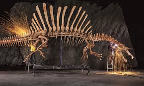 Alibaba.com offers 1,797 dinosaur bones products. Spinosaurus Surprise This Dinosaur Could Swim And That S A First