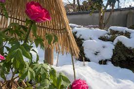 Peony Winter Care – Learn About Winter Peony Protection