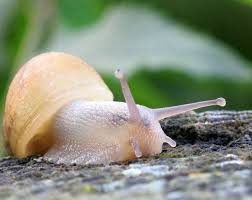 snail slime skincare science lab