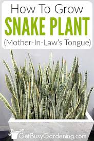 Snake Plant Care Guide How To Grow