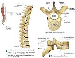 The thoracic vertebrae are the twelve vertebrae inferior to the seven cervical vertebrae. Thoracic Vertebrae Structure Function Chest Wall Muscles Intercostal Arteries Science Online