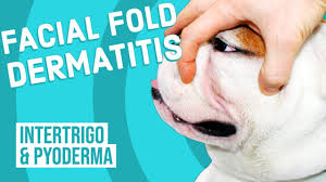 fold dermais in dogs you