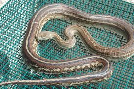 centralian carpet pythons at australian