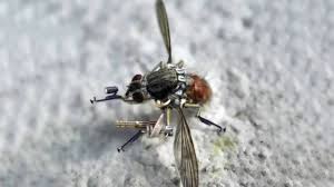 nano drone mosquito drone from u s