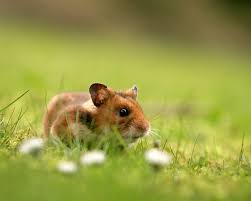 Make sure to always approach your pet slowly and talk to them in a conversational manner. Syrian Hamster Facts Diet Habitat Pictures On Animalia Bio