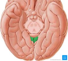 cingulate gyrus anatomy and function