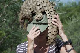 Pangolin is a solitary anteater resembling an artichoke and is the world's most trafficked mammal. Is The Gentle Pangolin A Link In The Covid 19 Virus