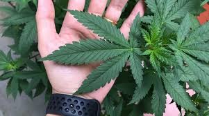 Marijuana, or marihuana, is a name for the cannabis plant and more specifically a drug preparation from it. Marihuana Tax Act Of 1937 What You Need To Know