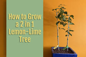 how to grow a 2 in 1 lemon lime tree