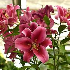 lilies are toxic to cats dogs