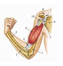 extend arms 3 days after bicep curls