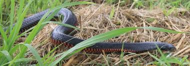 snake identification