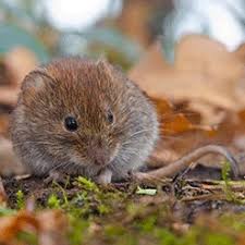 I don't know what was wrong pixy, good luck with the voles. How To Get Rid Of Voles Updated For 2020