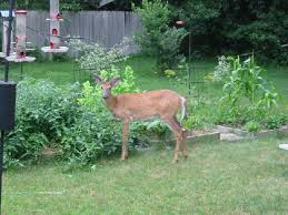 Keeping Deer Out Of Your Garden