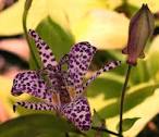 purple-spotted