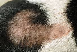skin problems in dogs symptoms