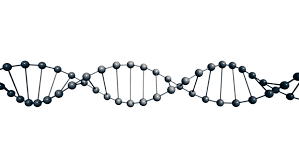 Image result for DNA strand