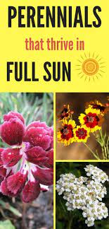 Get free shipping on qualified low maintenance, full sun perennials or buy online pick up in store today in the outdoors department. 15 Full Sun Perennials For Your Garden Natalie Linda