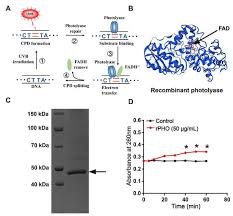 Recombinant Photolyase Thymine