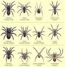 Free Spider Identification Chart Freebies Garden Spider