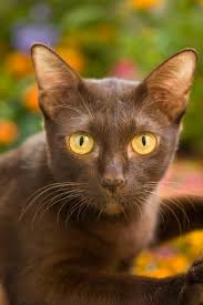 The name 'burmese' originates from the country of burma where wong mau it was revived in 1930 using the first true burmese and it is said that a wartime sea voyage of three burmese cats from burma into america in. Suphalak Wikipedia