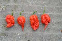 what-is-worlds-hottest-pepper
