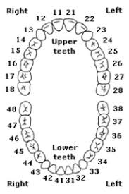 The Iso Standard Universal Tooth Numbers Diş
