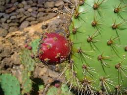 I eat the western prickly pear cactus like a pear and feel like a million dollars afterwards. Prickly Pear Cactus Texas State Plant Can Purify Drinking Water Navasota Examiner