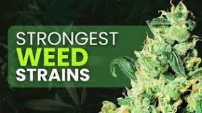 Strongest Weed Strains: 16 Highest THC Strains To Try in 2024 ...