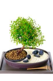 Zen Garden Easy Care Bonsai With