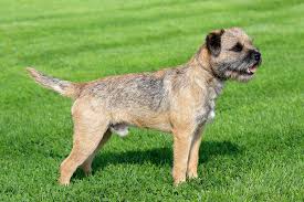 border terrier dog breed facts and