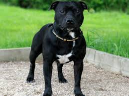 Take your search for a knowledgeable, responsible breed. Staffordshire Bull Terriers Champdogs