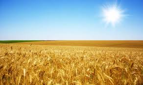 Аграрний фонд» розпочинає закупівлю зерна врожаю 2022 року - AgroTimes