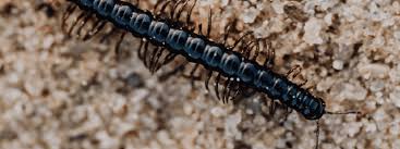 Are Centipedes Poisonous In Arizona