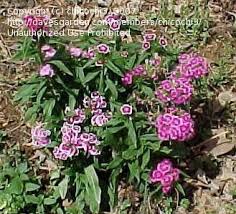 dianthus sweet william indian carpet