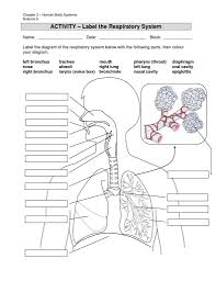 Respiratory System Without Labels Human Circulatory And Flow
