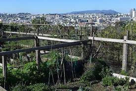 San Francisco S Community Gardens Foundsf