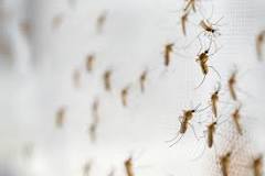 ¿Por qué hay tantos mosquitos en mi casa?