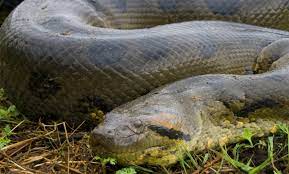It is 18 years old (in 2020), so it could still grow even longer and bigger. The Terrifyingly Large Green Anaconda Is The World S Biggest Snake