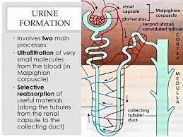 How does liquid arrive in my bladder from my stomach? Why doesn't it go  into my intestines? - Quora