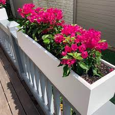 annual and perennial window box flowers