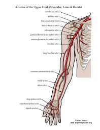 It acts to pronate the. Arteries Of The Upper Limb Arm Advanced