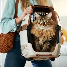 5 best cat carriers for maine s