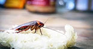 get rid of roaches in your kitchen