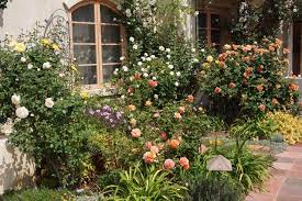 Lovely Southern California Rose Garden